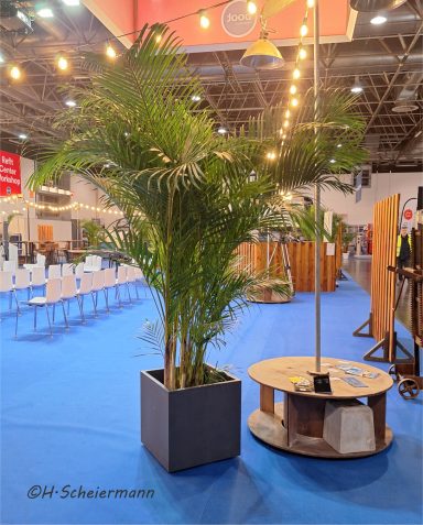 große Area-Palme , Höhe ca. 240cm