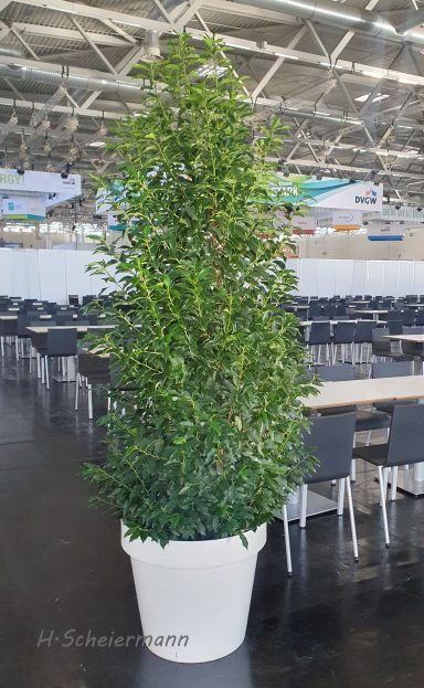 Prunus- Busch