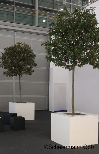 Photinia-Kugel im weißen Holzumbau