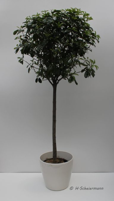 Photinia - Kugel