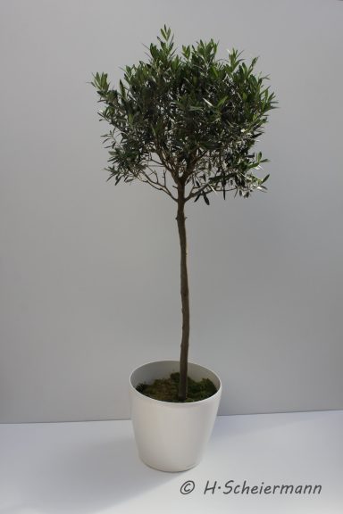 Olea europea - Olive