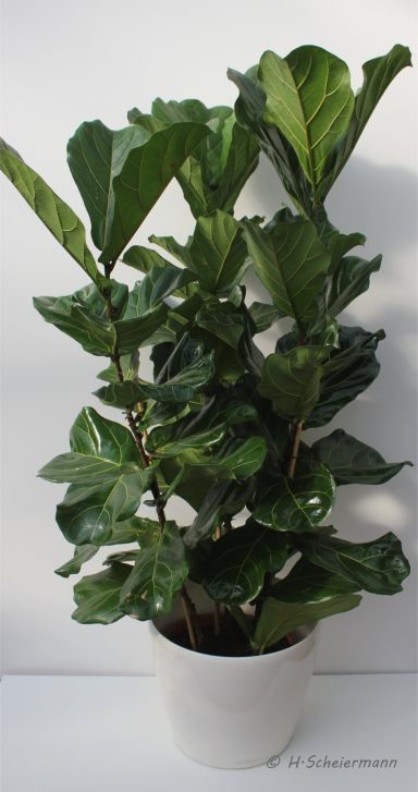 Ficus lyrata