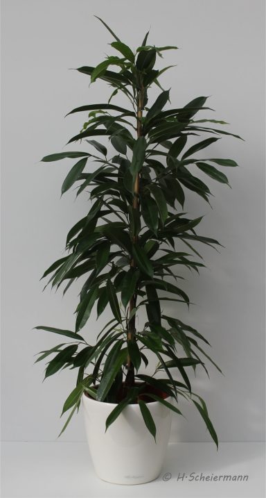 Ficus "Amstel King"