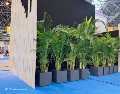 Areca - Palmen , Höhe ca. 240cm