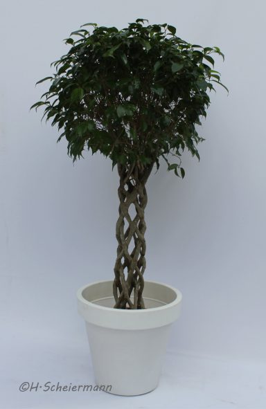 Ficus - Kugel