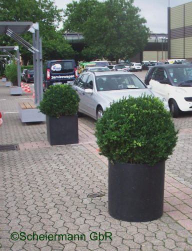 große Bux-Kugel zur Wegeführung