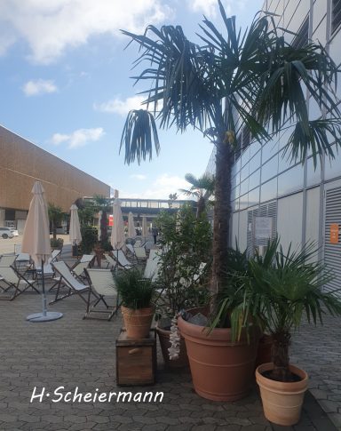 Gestalgung mit Palmen und passender Dekoelemente