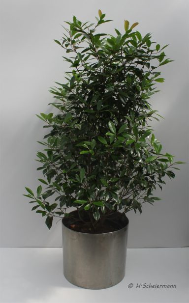 Photinia - Strauch