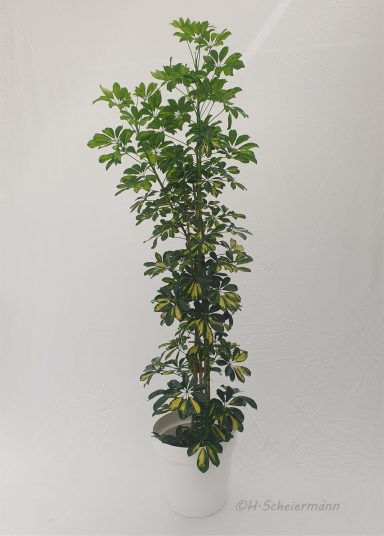 Schefflera