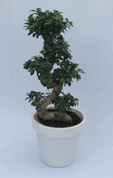 Ficus  - Bonsai 