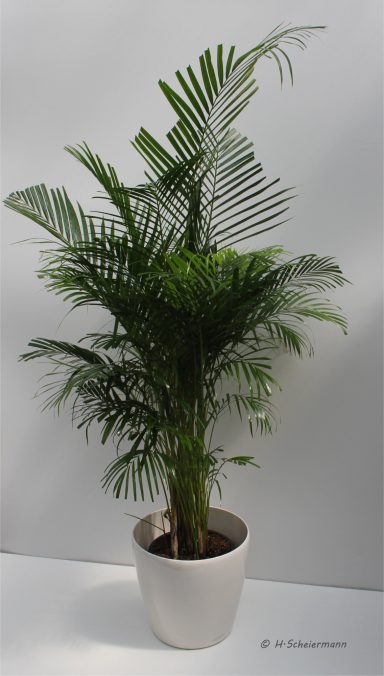 Areca - Palme