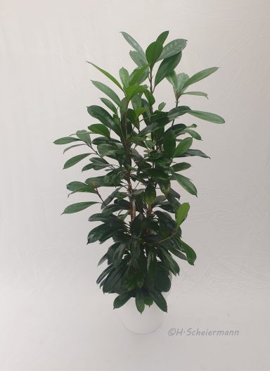 Ficus cyathistipula 