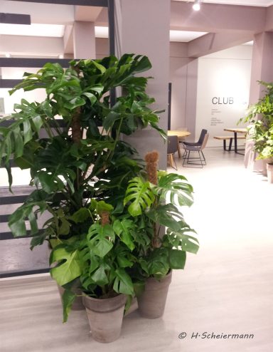 Monstera-Gruppe in grauen Keramik-Töpfen