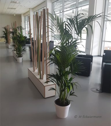 Kentia-Palme , Höhe ca. 180cm