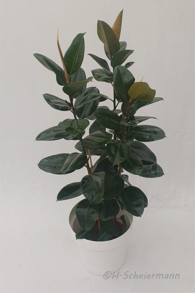 Ficus elastica